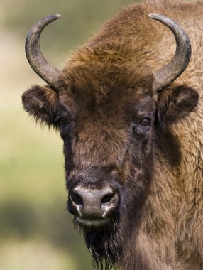 Avrupa Bison - (bizon bonasus)