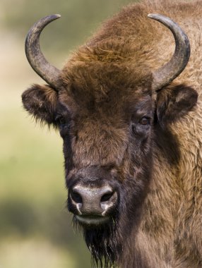 European Bison - (Bison bonasus)