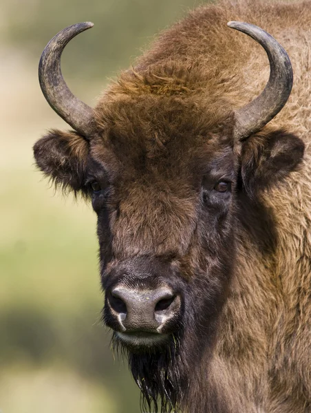 Zubr evropský - (Bison bonasus) — Stock fotografie