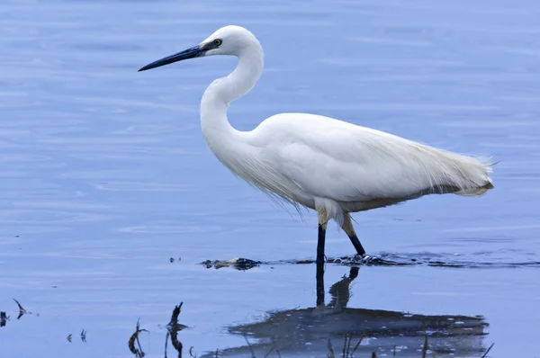 Grande Egret bianco - Botswana — Foto Stock