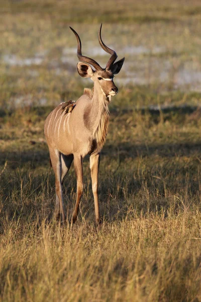 Joven macho Kudu Namibia — Foto de Stock