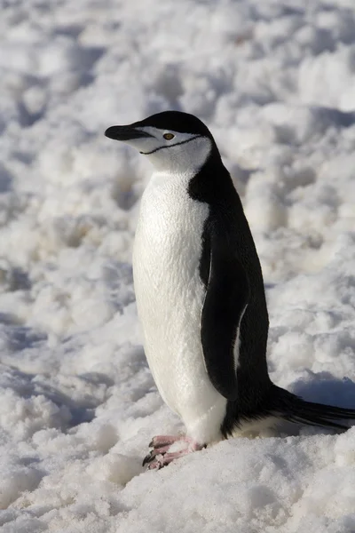 Chinstrap Penguin - Antártida — Foto de Stock