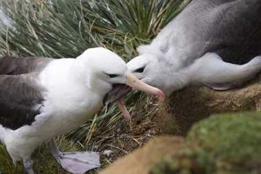 Kara kaşlı Albatros - Falkland Adaları