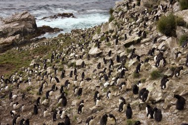 Rockhopper penguen kolonisi - falkland Adaları