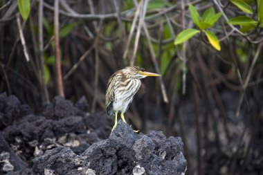 çizgili lav balıkçıl - galapagos Adaları