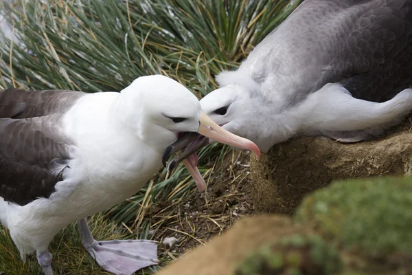 Dolmányos albatrosz - Falkland-szigetek — Stock Fotó