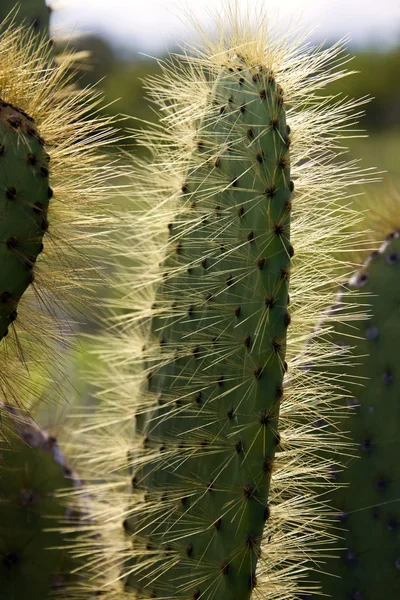 Cactus de pera espinosa - Islas Galápagos — Foto de Stock