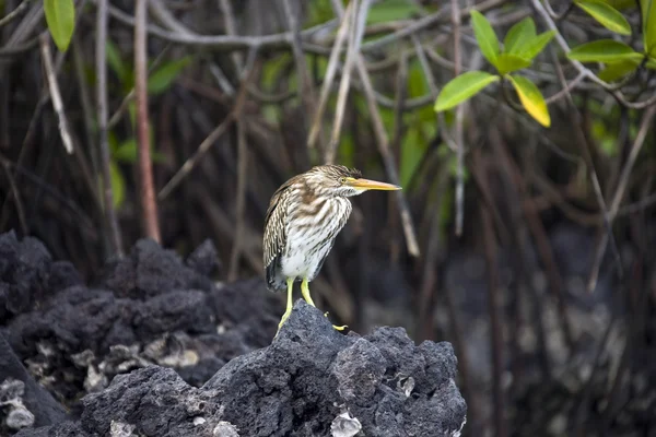 Garça-da-lava-estriada - Ilhas Galápagos — Fotografia de Stock