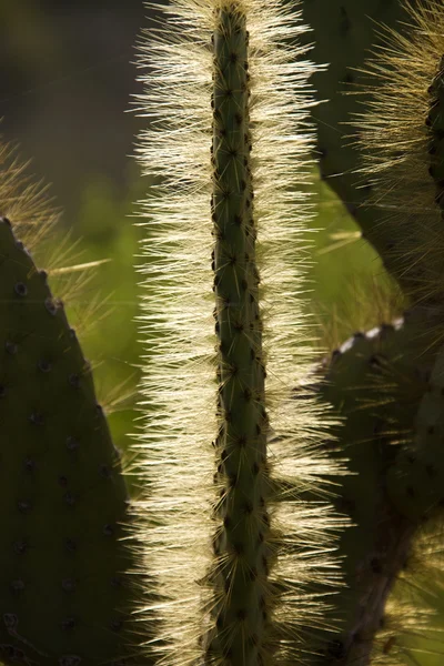 Prickly Pear Cactus - Galapagos Islands — Stock Photo, Image