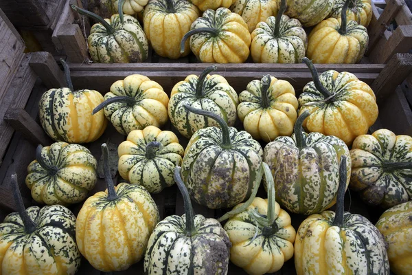 Freshly picked crop of Turks Hat Squash Stock Picture