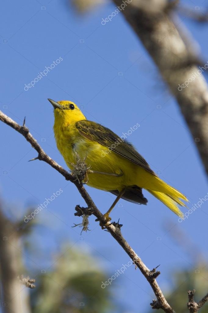 woodpecker finch (cactospiza pallida) - galapagos islands
