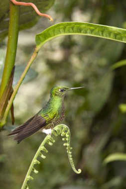 Hummingbird - Ecuador - South America clipart