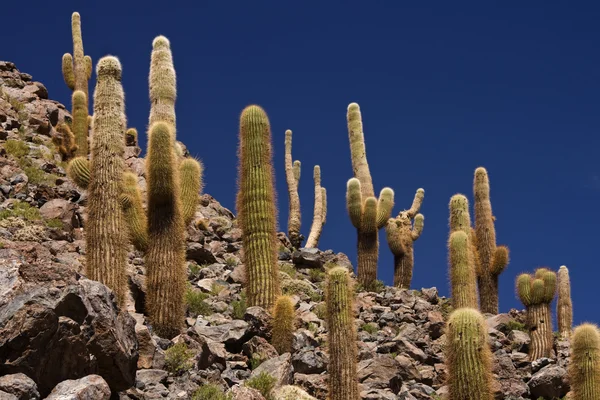 아타 카마 사막-칠레-남 아메리카 — 스톡 사진