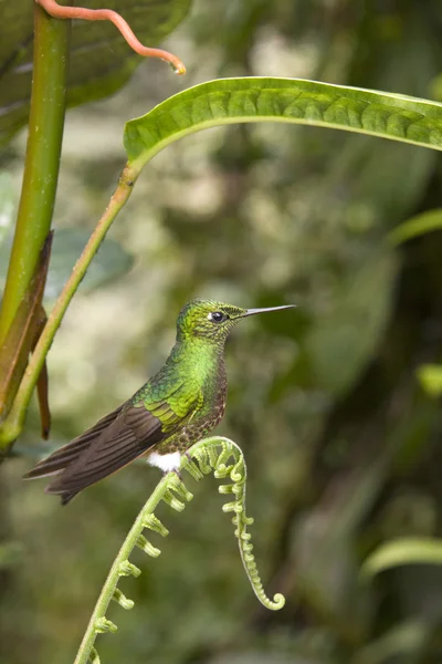 Kolibri - ecuador - südamerika — Stockfoto