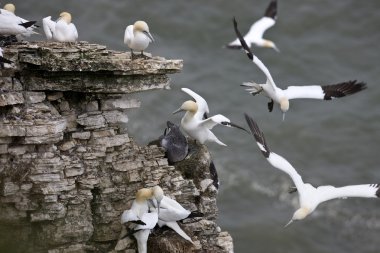 Gannets ride the thermals at Bempton Cliffs - England clipart