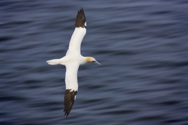 Gannet uçuş