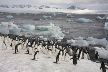 Adelie Penguins - Antarctica clipart