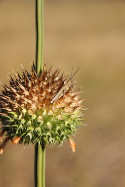 Pigme çekirge bir yaban dagga tesisi - okavango Deltası