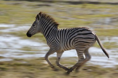 Zebra (Equus quagga)