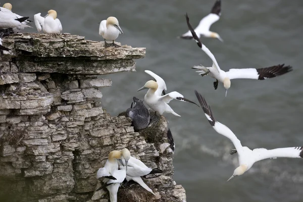 Gannets montan las térmicas en Bempton Cliffs - Inglaterra — Foto de Stock