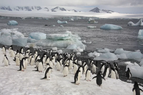 Adelie penguenleri - Antarktika — Stok fotoğraf