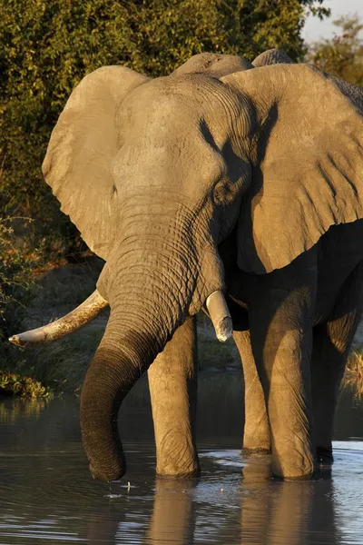 Elefante africano - Botsuana — Fotografia de Stock