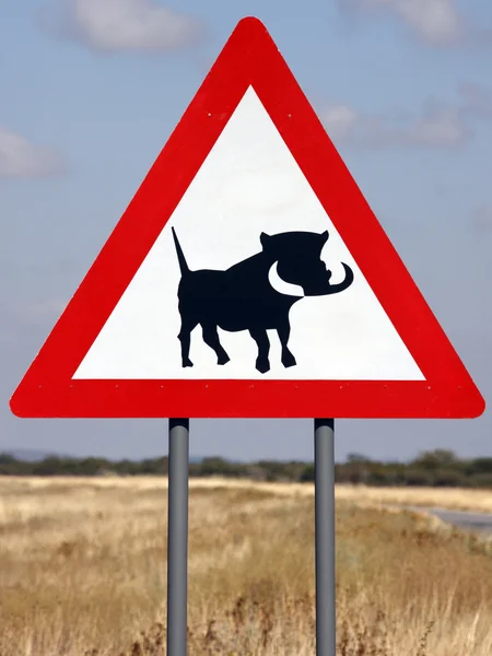 Perigo Warthogs — Fotografia de Stock