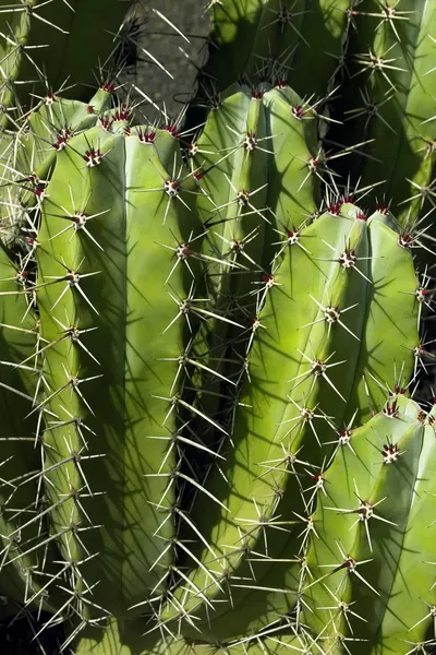 仙人掌植物刺 — 图库照片