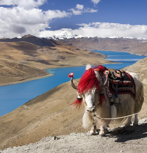 Tibet - Lago Yamdrok - Meseta Tibetana —  Fotos de Stock