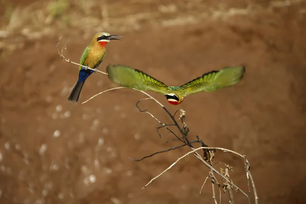 Hvide Fronted Bee-Eaters (Merops bullockoides ) - Stock-foto