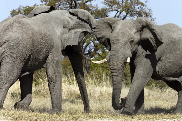 Elefante africano - Botswana — Foto Stock