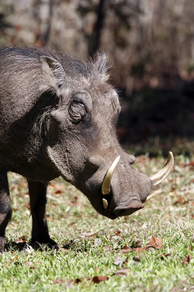 Common Warthog - Zimbabwe — Stock Photo, Image