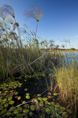 Okavango delta - Botsvana