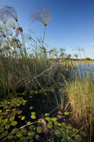 Okavango Delta - Botswana — Stock Photo, Image