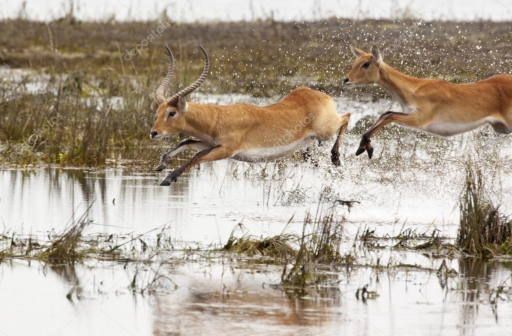 Red Lechwe - Botswana