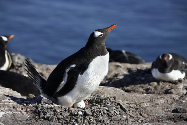 Gentoo Penguin - Antarctica