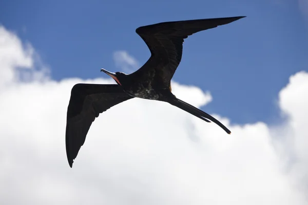 Nagy fregattmadár (Fregata kisebb) - Galapagos-szigeteken — Stock Fotó