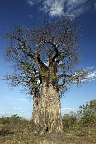 Boom van de baobab (Adansonia digitata) - Botswana — Stockfoto