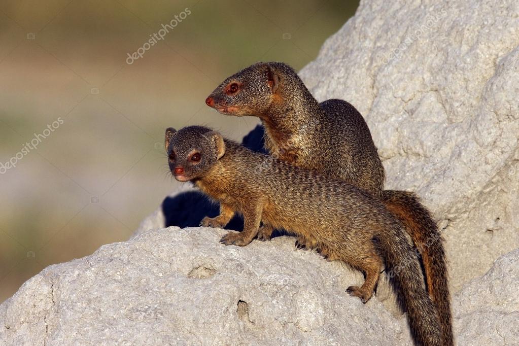 Mangosta esbelta Galerella sanguinea Botswana 2022