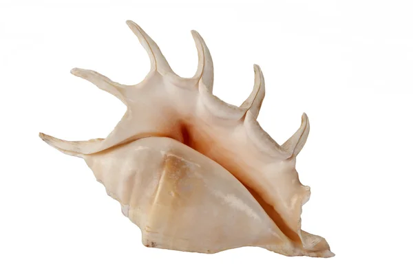 Sea shell - geïsoleerd — Stockfoto