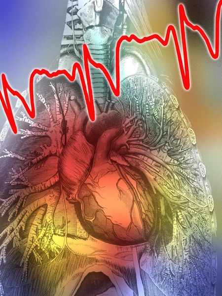 Anatomía humana - Corazón y pulmones —  Fotos de Stock