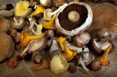 Selection of edible mushrooms clipart