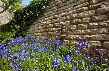 Bluebells - eski taş duvar - İngiltere