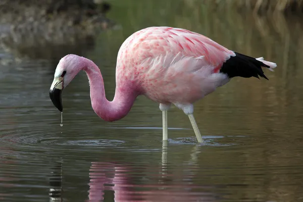 Andischer Flamingo (phoenicoparrus andinus) - Bolivien — Stockfoto