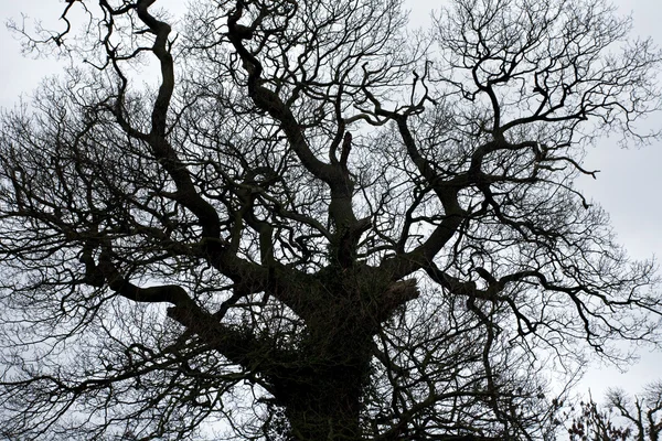 Roble en invierno — Foto de Stock