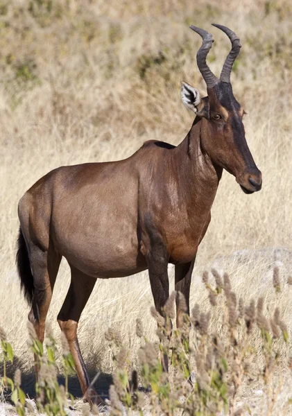 Red Hartebeest - Намибия — стоковое фото