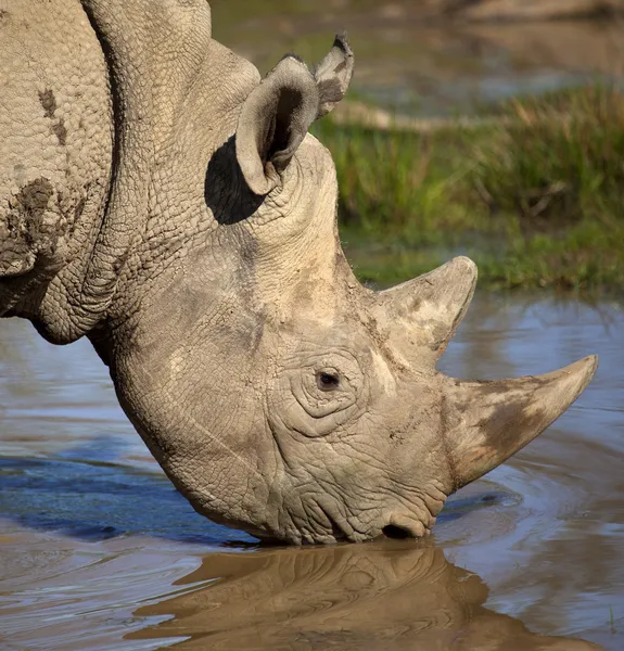 Czarny nosorożec - namibia — Zdjęcie stockowe