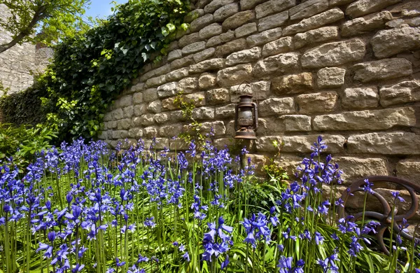 A Bluebells - régi kőfal - Anglia — Stock Fotó