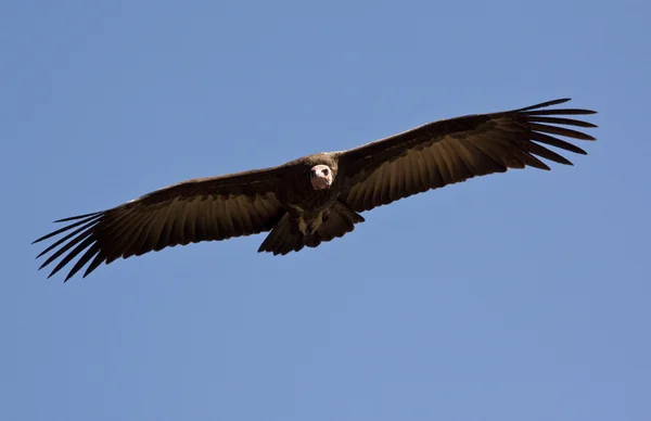 Lappetfaced Vulture - Zimbabwe — Stock Photo, Image
