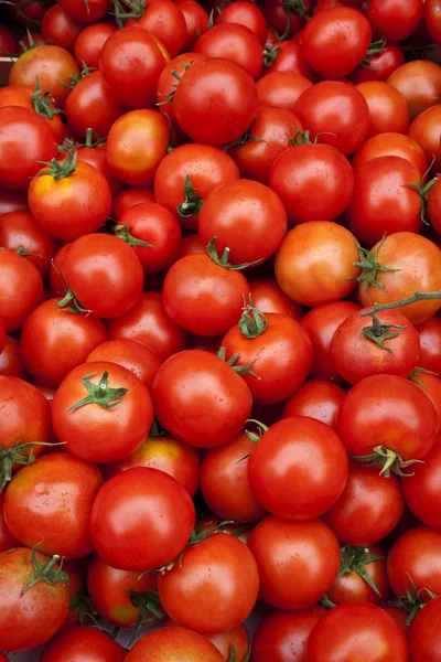 Bio-Tomatenernte — Stockfoto